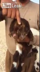 Baby Lamb with 2 heads, 3 eyes, and 1 Body
