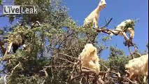 Goats in Syria forced to hide in the trees to avoid being raped by ISIS, new goat's evolution skill !!!