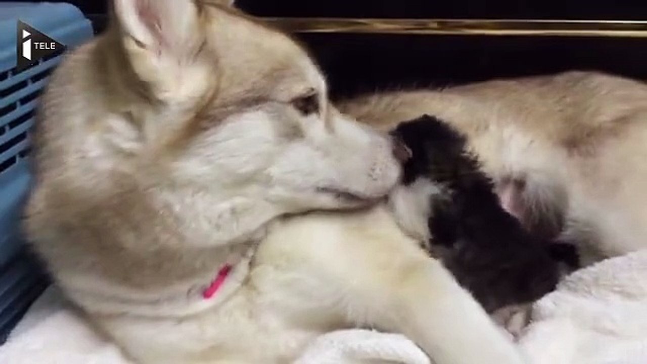 ▷▷▷ Rosie et Lilo, l'histoire d'un chaton orphelin recueilli par une femelle ...