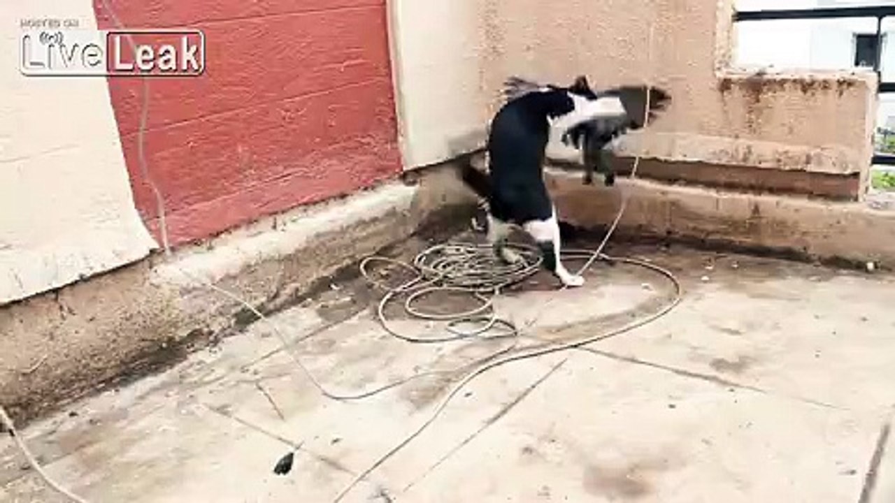 Cats hunt and kill pigeon.