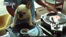 This French Bulldog Is A Better DJ Than Humans !