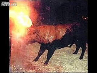 LiveLeak.com - the "fire bull"