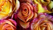 Nice Flowers Pictures, Images  Photos - Photobucket