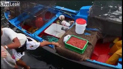 LiveLeak.com - Kid having a Blast Feeding Manta
