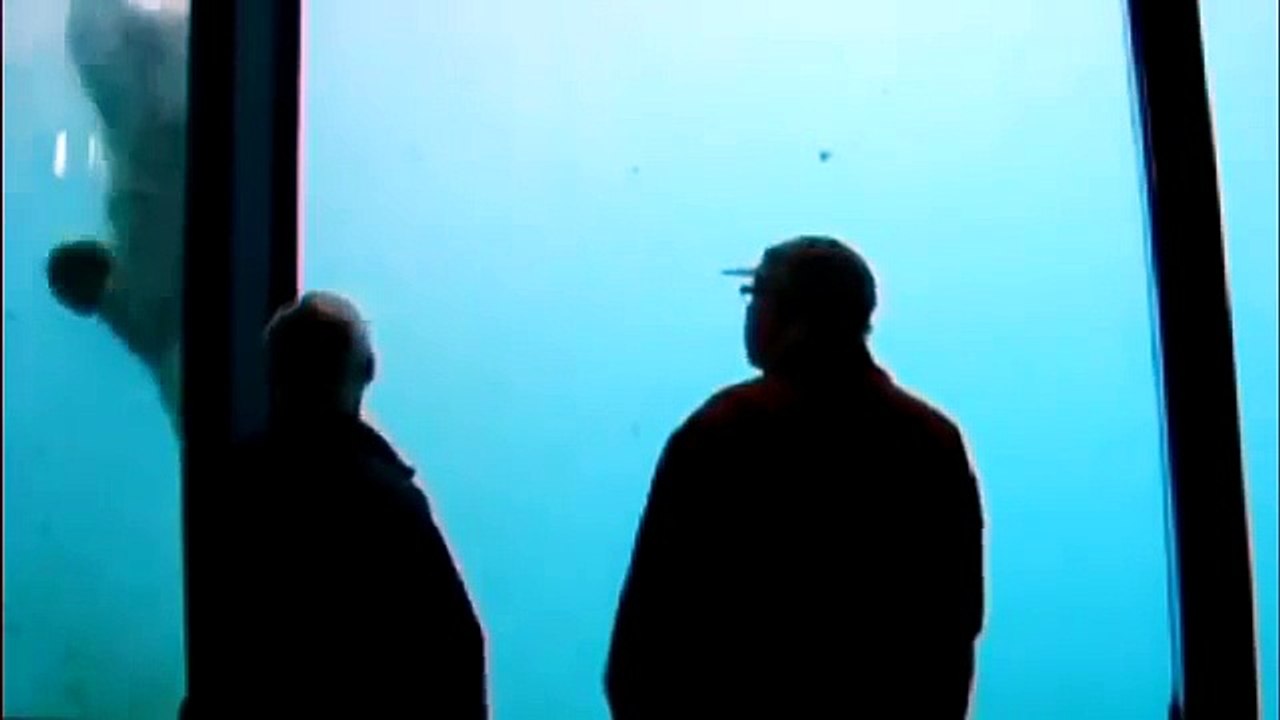 Polar Bear throws stone and breaks  Aquarium Wall at Zoo