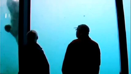 Polar Bear throws stone and breaks  Aquarium Wall at Zoo