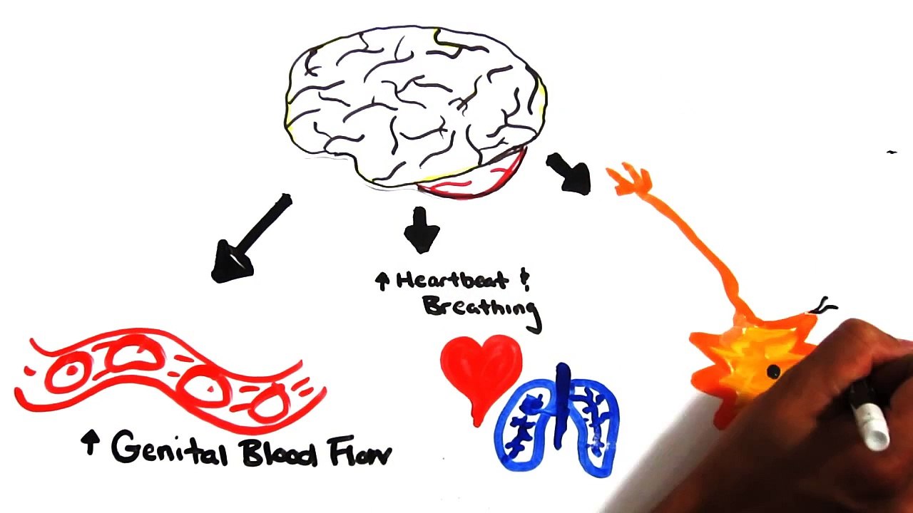 The Science of Orgasms