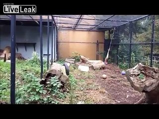 LiveLeak.com - Snow Leopard Loves His Swinging Meat