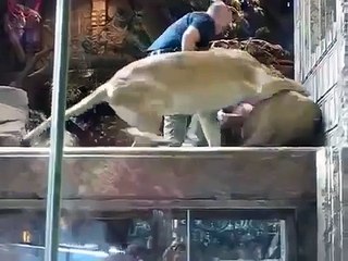 Captan momento en que leona intenta evitar ataque de felino a un trabajador
