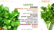 Parsley benefits. Medicinal properties of Parsley plant