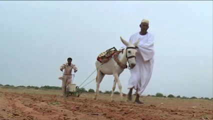 الزراعة في مناطق بإقليم كردفان ما زالت متخلفة