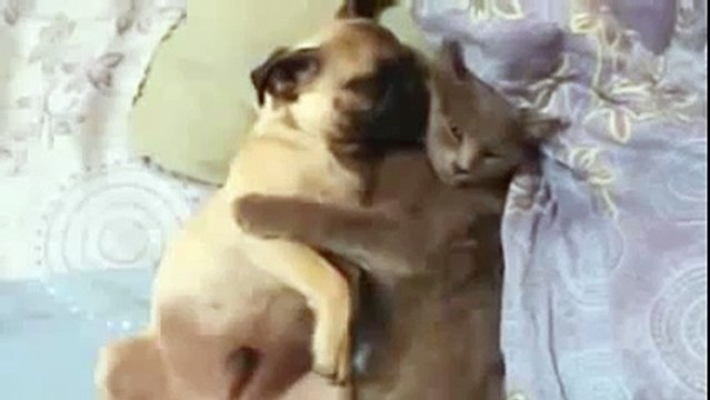 Собака храпит и не дает спать коту!