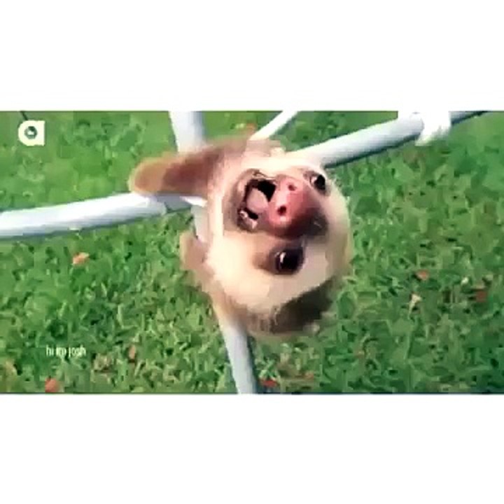Sloth Falling Vine