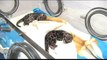 Denver Zoo welcomes first clouded leopard cub births