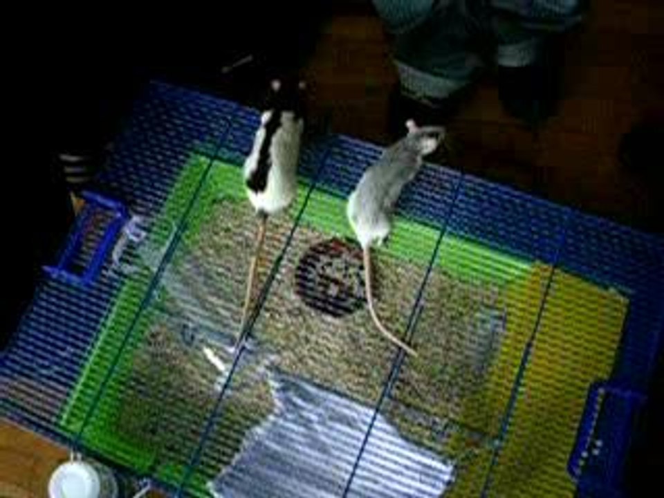 Ratounes