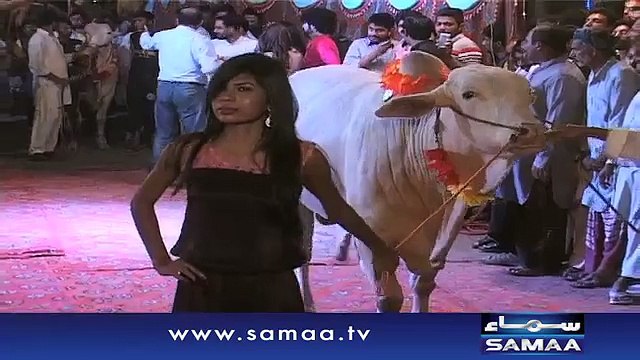 Lahore Main Qurbani Ke Janwar Ke Sath Models Ki Cat Walk