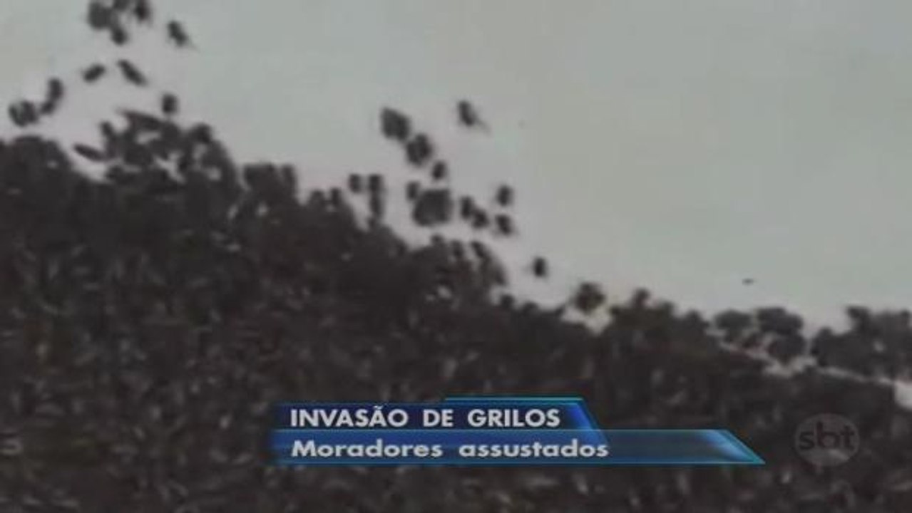 BA: Invasão de grilos assusta moradores de Riachão do Jacuípe