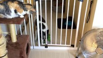 French bulldog Pixel struggles to get through gate with his toys