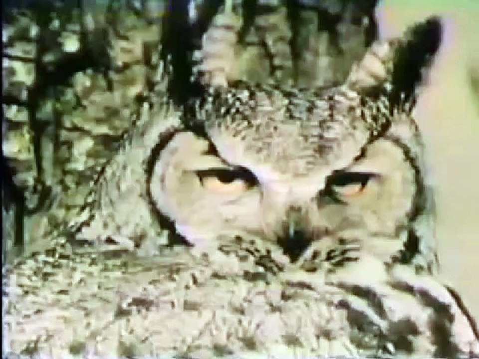 SS Creature Feature - Tiger