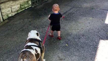 Un bébé de 11 mois essaye de promener un bulldog