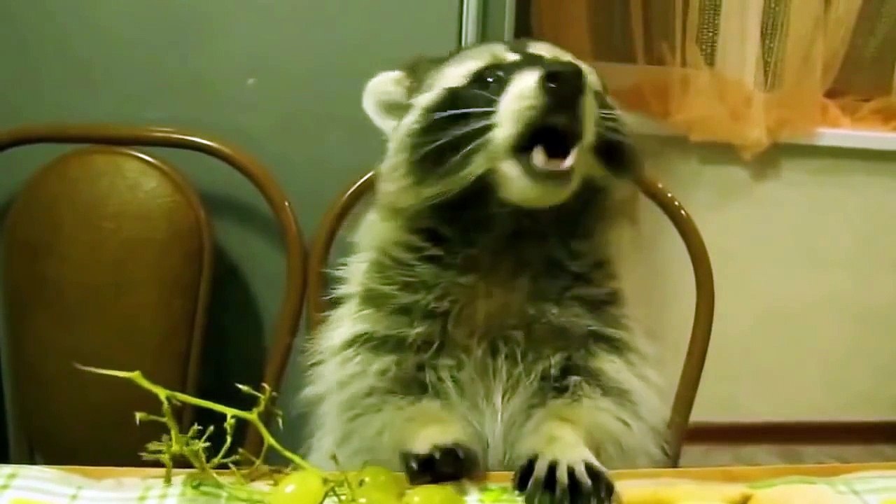 Funny Videos Cats and Dogs Best compilation 2015 [Full Episode]