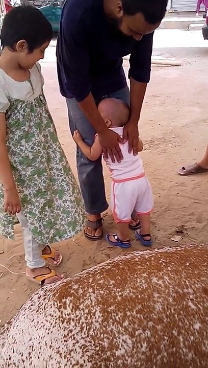umar nehal fun with cow
