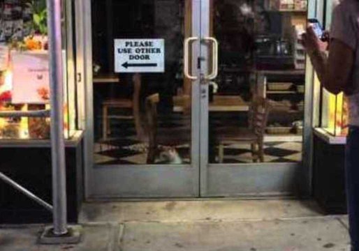 Cheeky Mouse Drives Cat Crazy