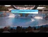 Seaworld gone wrong