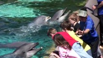 SeaWorld's Dolphin Encounter (in HD) ]