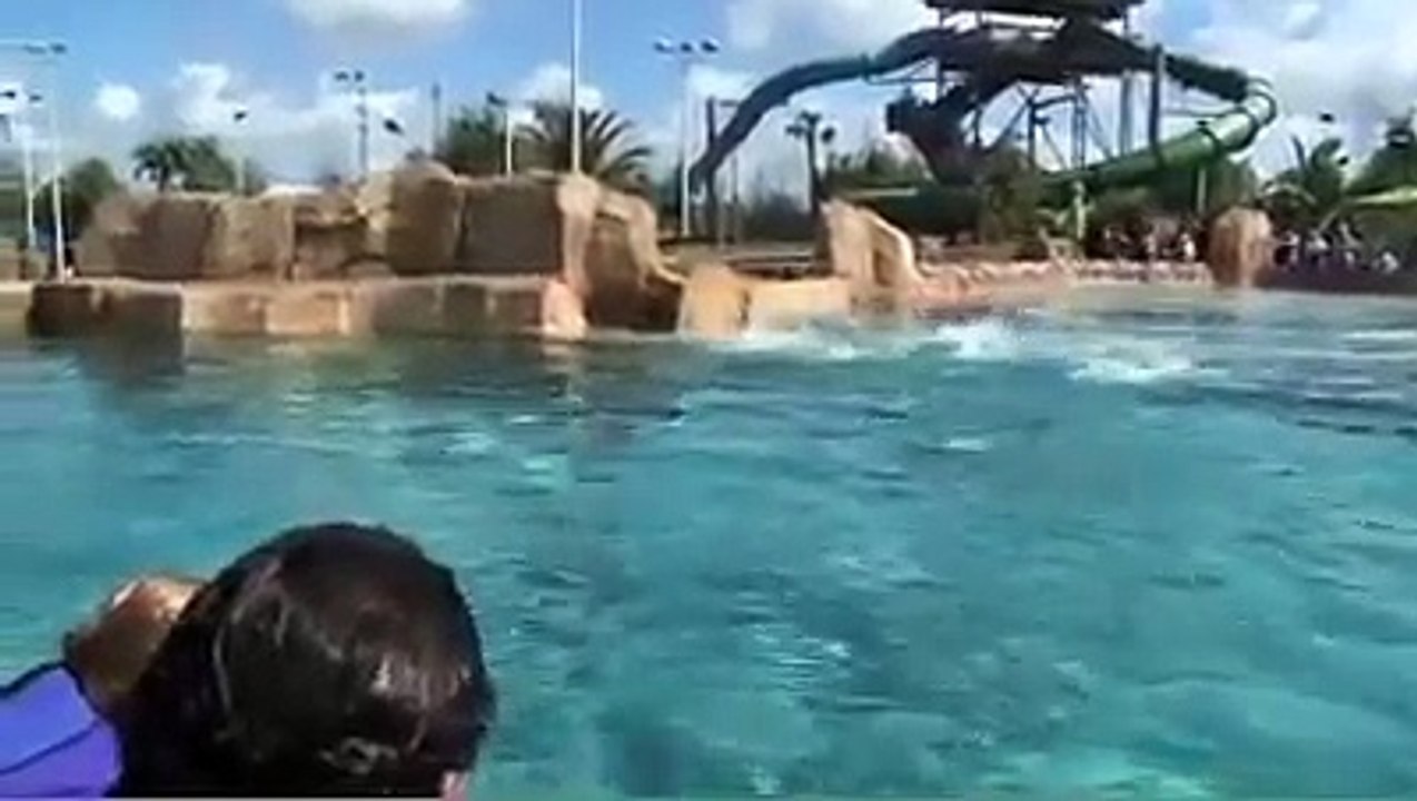 Training Commerson's Dolphins _ SeaWorld®