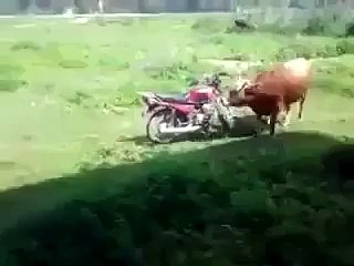 One of the funniest videos I have seen in a while