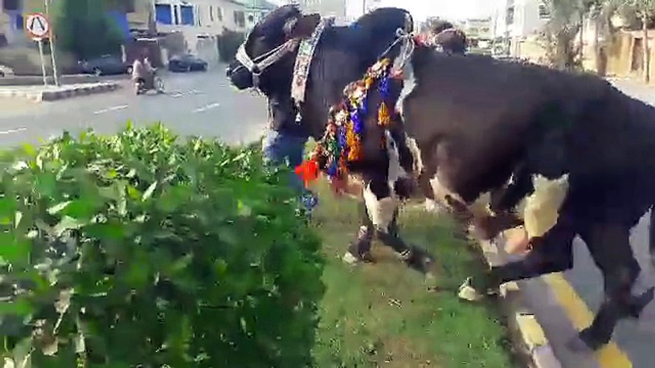 Qurbani 2015