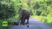 India: Biker narrowly escapes rampaging elephant