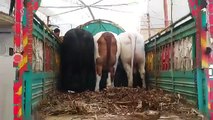 4 Heavy Bulls Unloading - Bakra Eid Videos