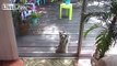 LiveLeak.com - Raccoon Learns to Knock on Door with Pebble for Food