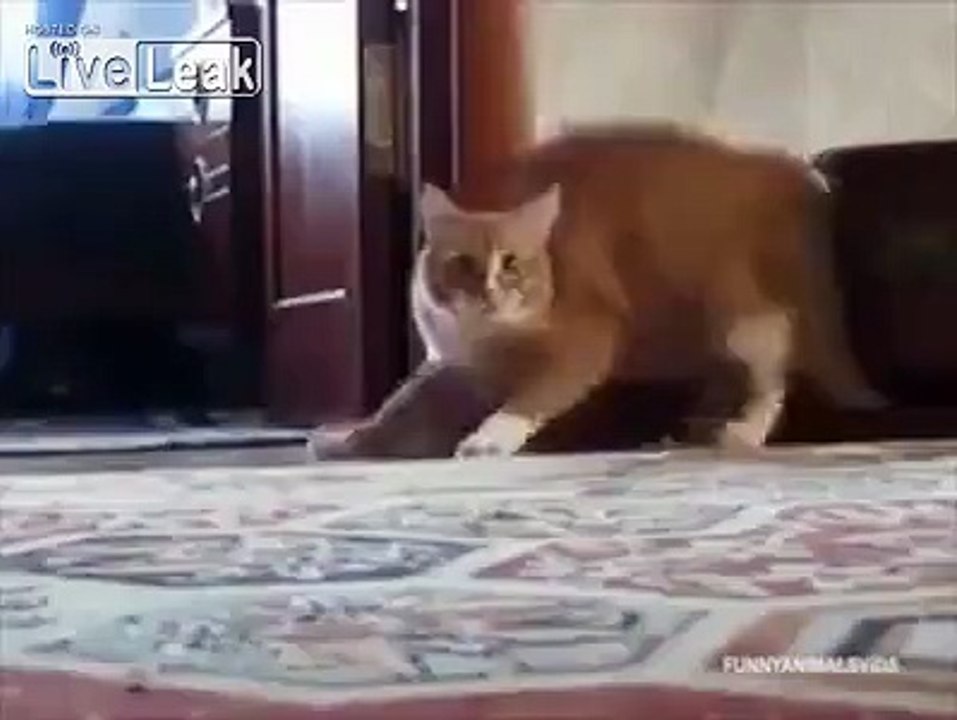 Another Not So Cute Cat Video