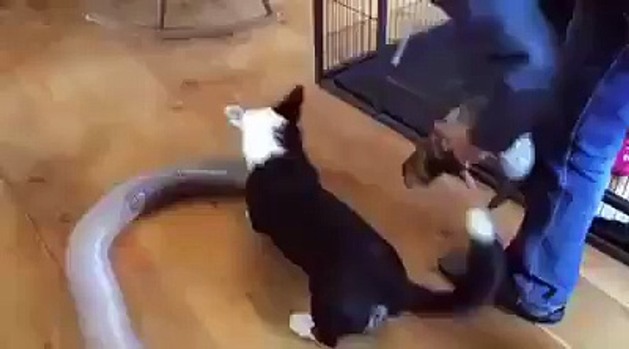 dog funny _ Facebook