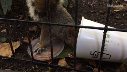 Un écureuil fan de Milkshake a ses petites habitudes.