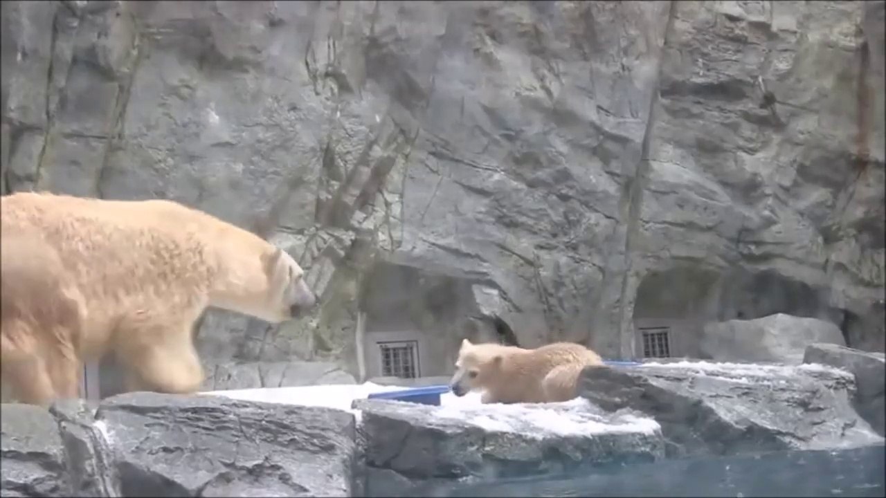 Une maman ours sauve son petit tombé dans l'eau... L’instinct d'une mère!