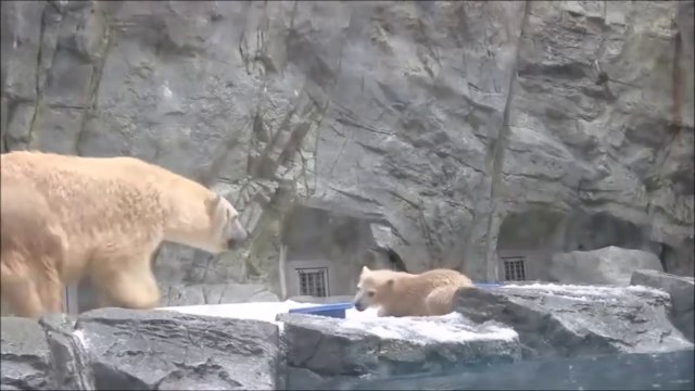 Une maman ours sauve son petit tombé dans l'eau... L’instinct d'une mère!