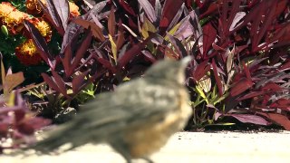 Dying Bird Caught on Camera