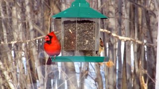 Cardinal rouge /  Northern cardinal
