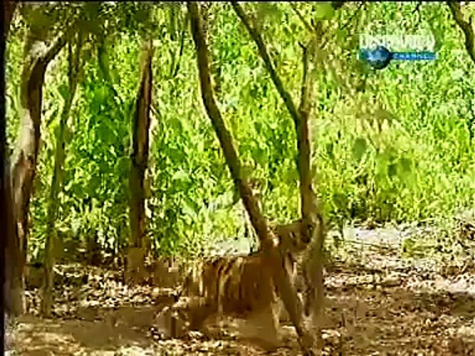 forest animals