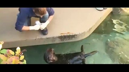 Adorable, asthmatic otter learns to use inhaler 22 sep 2015 New