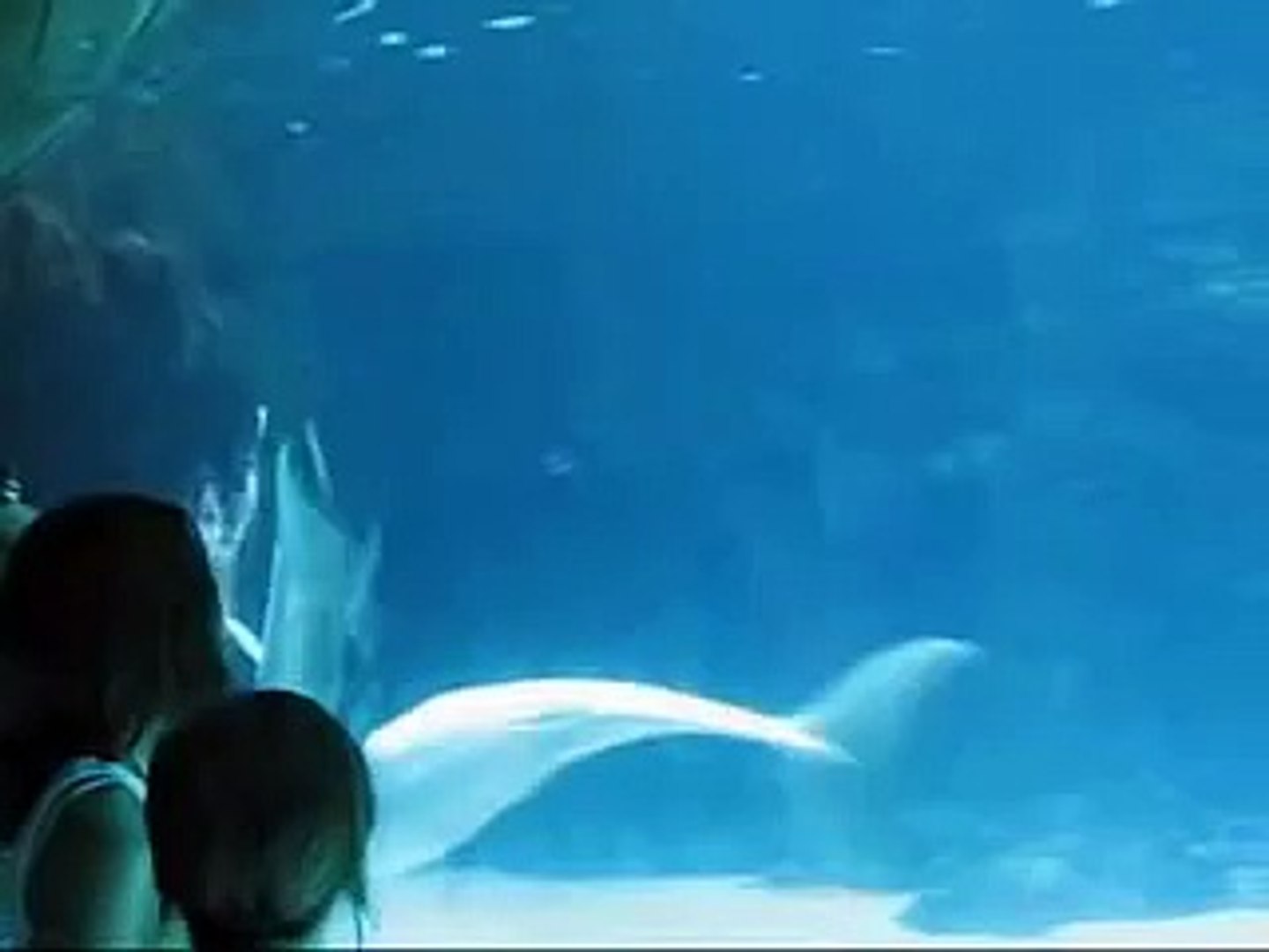 ⁣Dolphins Blow Bubble Air Rings