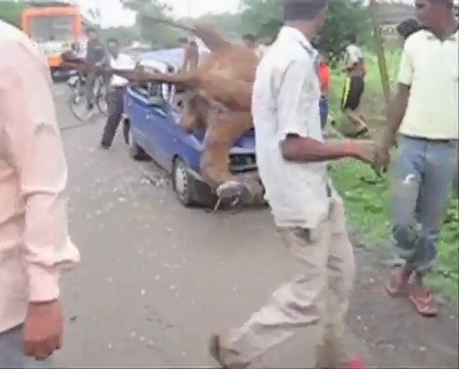 OMG!! Tough Camel Smashed by Car