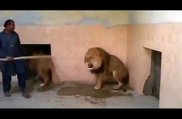 Lion vs Man Lion While Attack in ZOO Watch Video of 2015