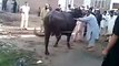 Bakra Eid 2015 - My Cow Run during Qurbani