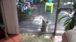 Un raton laveur frappe à la porte pour demander de la nourriture