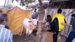 qurbani cow run away at the time of sacrifice - Baqra Eid 2015